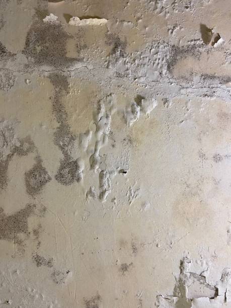 Best Local Mold Removal Service  in Boles Acres, NM